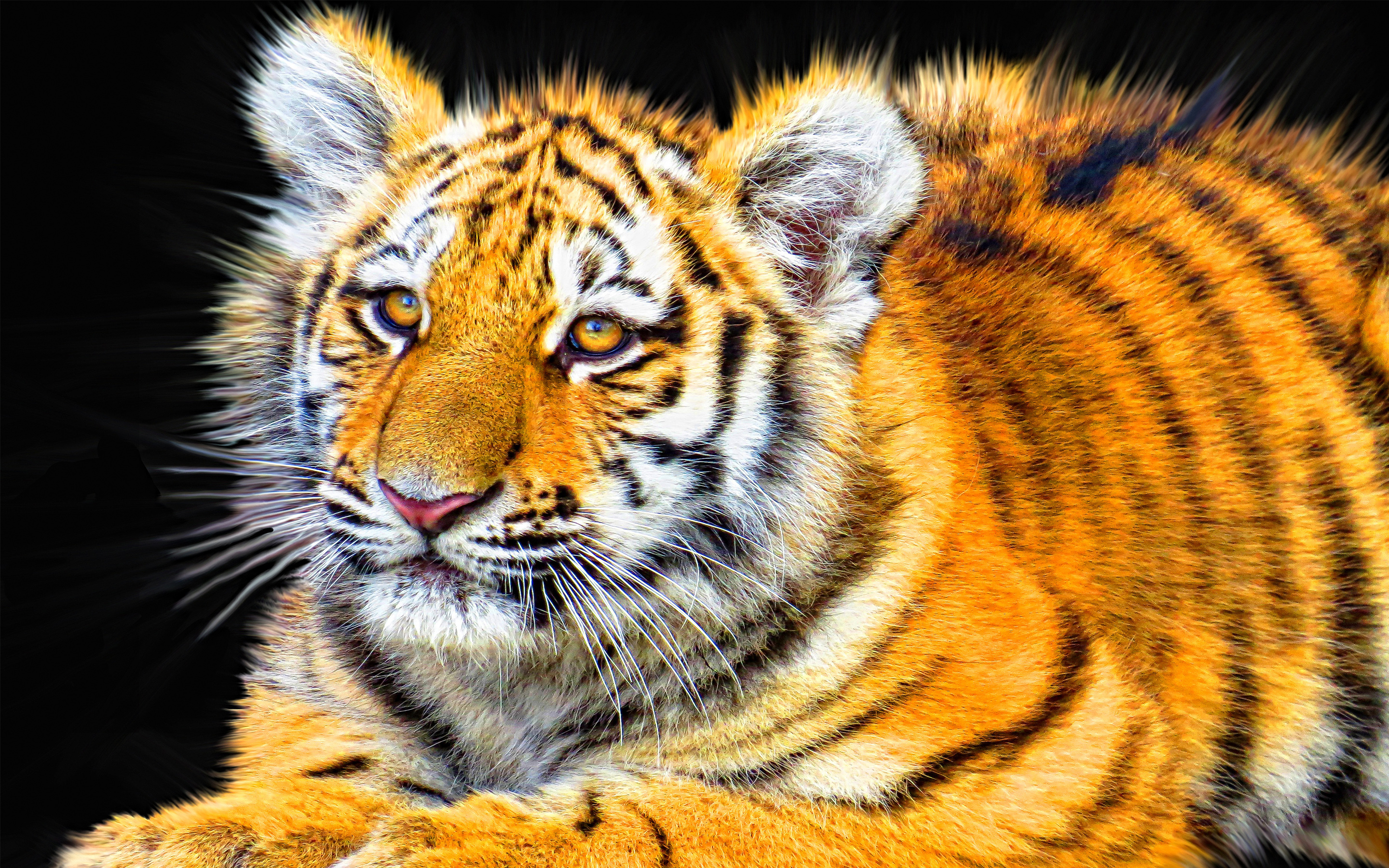 Tiger Cub8131418443 - Tiger Cub - Tiger, Femle